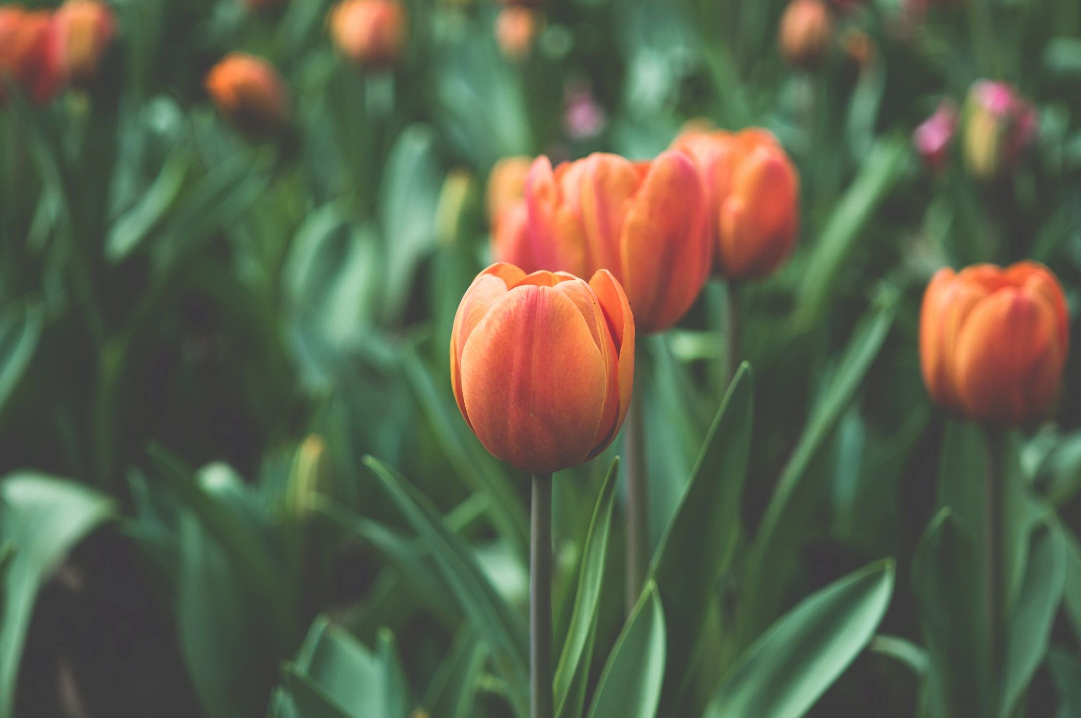 Preparing for emotional spring