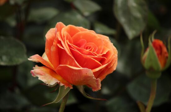 flowers image for article